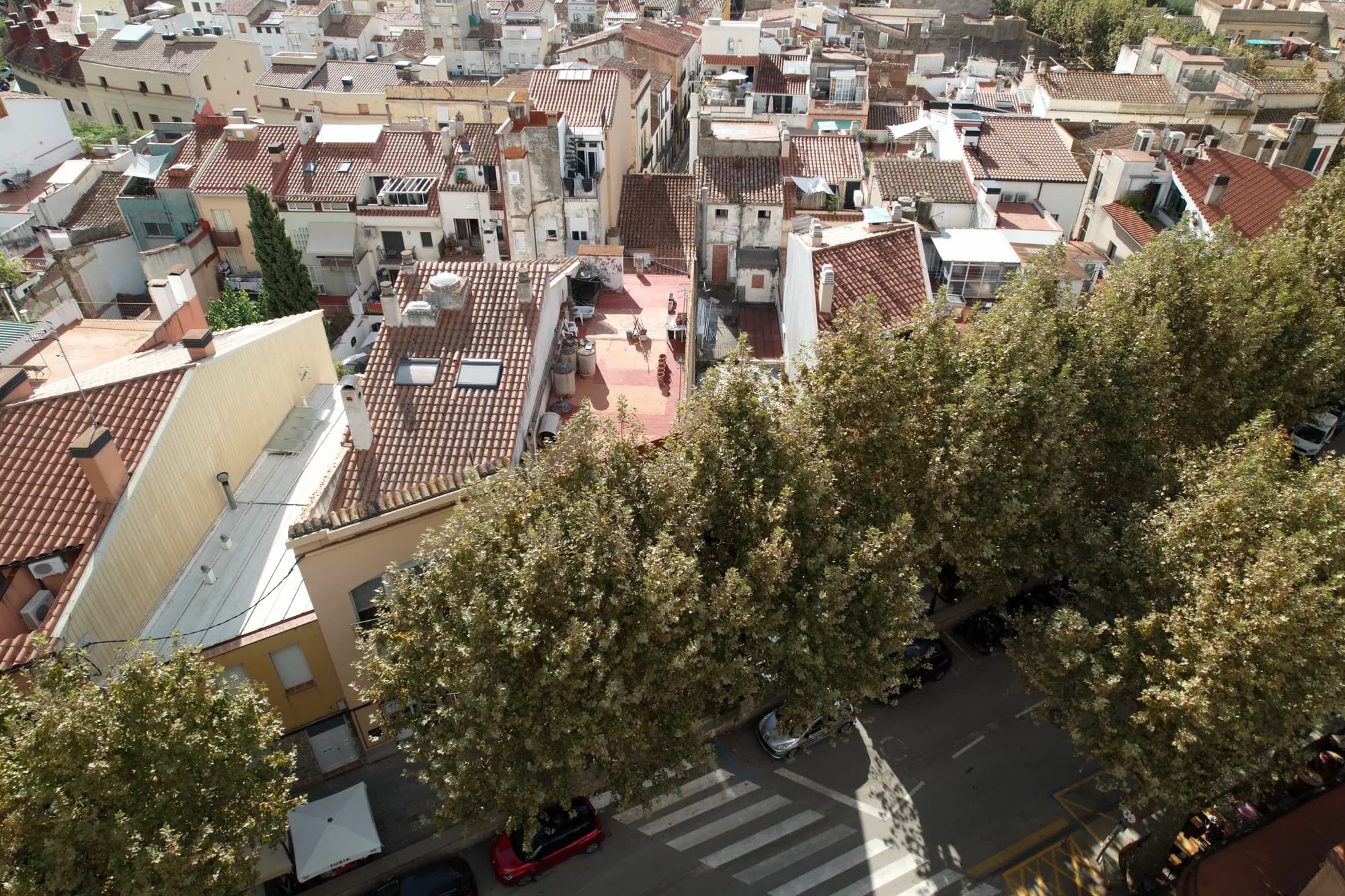 Drone view of the tree-lined street with the plane trees and the village rooftops behind